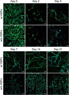 3D-Cultured Vascular-Like Networks Enable Validation of Vascular Disruption Properties of Drugs In Vitro